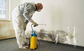 Best Environmental Consulting for Mold Prevention  in Hrison, AR