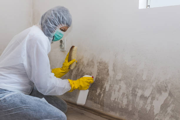 Best Mold Removal for HVAC Installations  in Hrison, AR