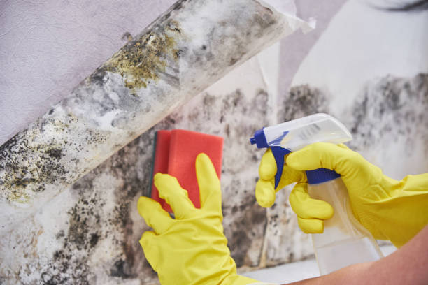 Best Residential Mold Inspection & Testing  in Hrison, AR